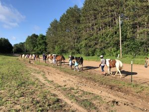 Walking horses to pasture