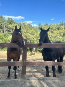 Two horses standing behind a fence.