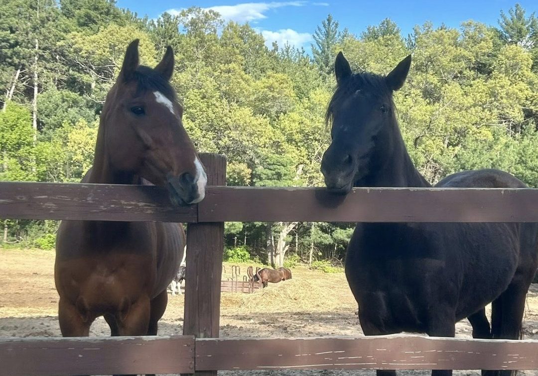 Two horses standing behind a fence.